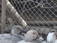 Ducks — снимка 8