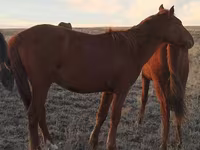 Kůň, Kazakh horse — foto 1