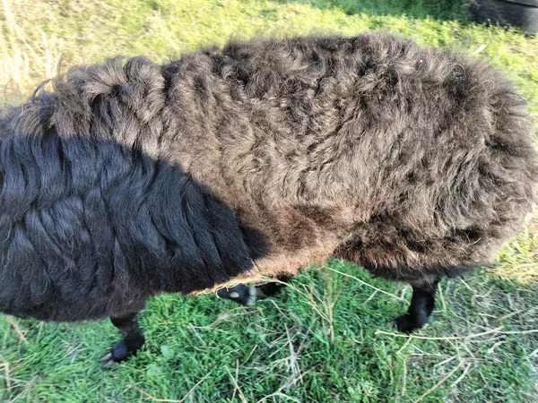 قوچ, Tian-Shan semifinewool sheep