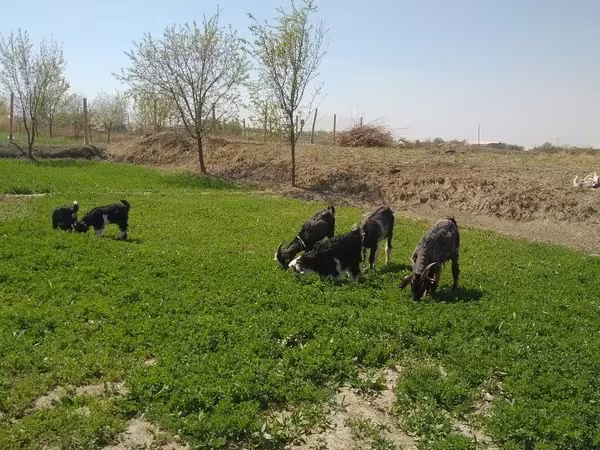 بز ماده, بز