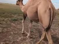 شتر ماده, Kazakh Bactrian camel — عکس 1