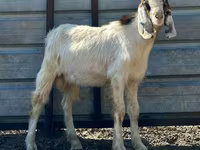 Ri’ lab, Nubian Goat — sawirka 4
