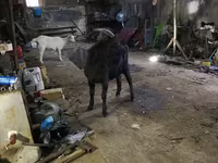 Capra, Capre — foto 1
