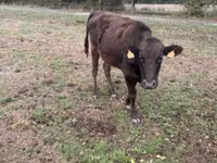Cow, Wagyu — photo 3