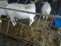 Kambing jantan, Dorper sheep — foto 1