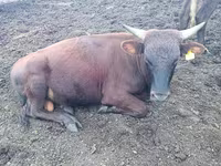 گاو نر, Simmental cattle — عکس 2