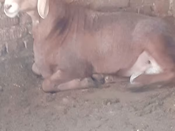 숫양, Arashan sheep