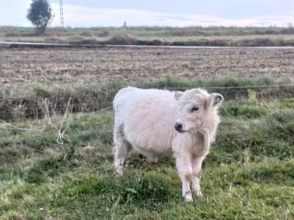 公牛, Galloway cow