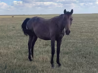 ม้า (เป็นล็อต, ไม่ระบุเพศ), Horse breed — รูปภาพ 4