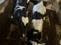 گاو نر, Russian Black pied cattle — عکس 3