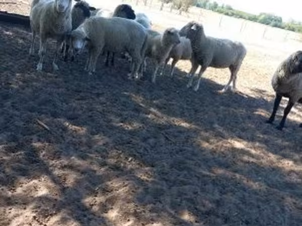 Kambing jantan, Sheep