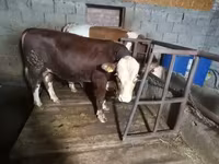 Бух, Simmental cattle — 1 зураг