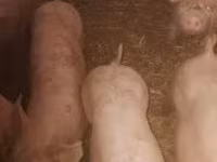 Scrofa, Крупная белая — foto 2