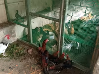 Bantam japonez — foto 2