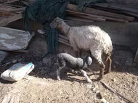 Capra, Capre — foto 4