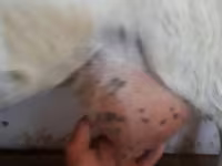 بز ماده, Saanen goat — عکس 6