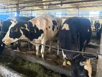 Ko, Holstein-race — foto 2
