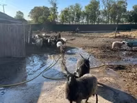Хуц, Racka sheep — 4 зураг