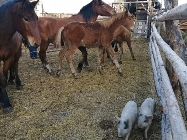 Mare, Horses — Russia