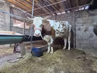 گاو ماده, Simmental cattle — عکس 1