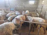 Berbec, Hissar sheep — foto 6