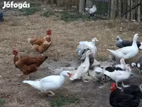 Ducks — عکس 3