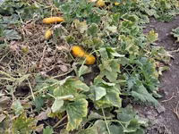 Продаю тыкву для животных — foto 3