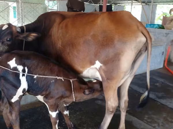 Bò cái, Bò nước — Bangladesh