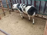 قوچ, گوسفند — عکس 3