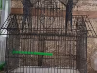 Vatsapla elaqe saxlasyin quslar qefesler Məhsul: Nimfa (Cockatiel) — foto 5