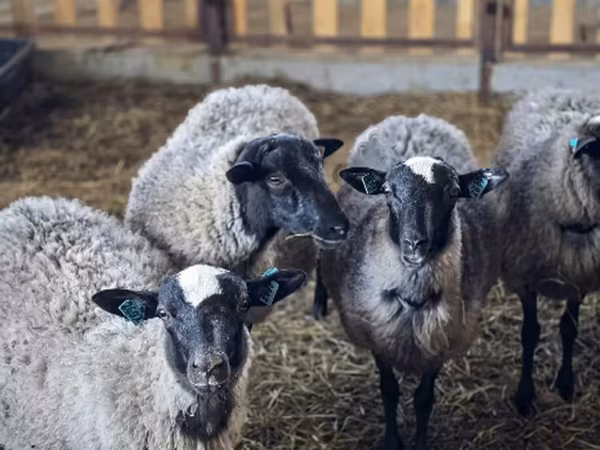 قوچ, Romanov sheep