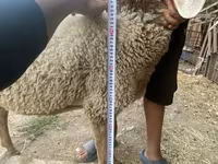 قوچ, Arashan sheep — عکس 5