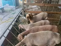 Schaf, Arashan sheep — Foto 1