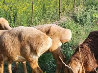 Får, Rhon sheep — foto 6