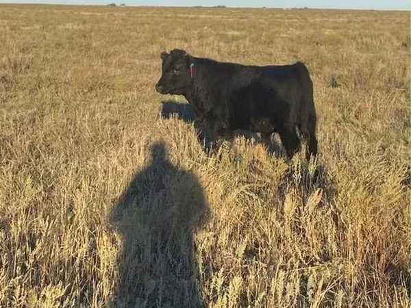 황소, Swiss cattle
