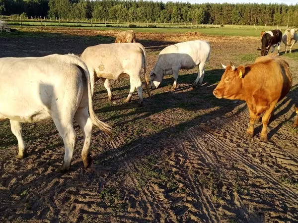 Krava, Charolais cattle
