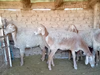 Schaf, Arashan sheep — Foto 2