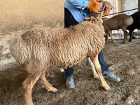 Vædder, Arashan sheep — foto 5
