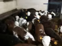 Bovinos (lote, sexo no especificado), Ganado vacuno — foto 5