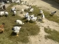 Chickens — ፎቶ 4