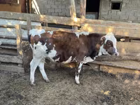 Dibi, Simmental cattle — sawirka 3
