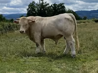 ወንድ በሬ, Charolais cattle — ፎቶ 5
