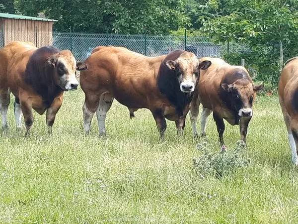 Bull, Partenaise cattle