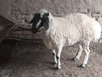 میش, گوسفند — عکس 4