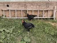 Chickens — foto 2