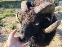 Schaap, Ouessant sheep — foto 2