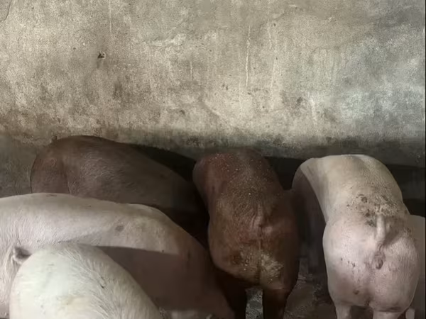 خوک ماده, Дюрок