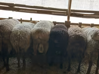 Baran, Rhon sheep — zdjęcie 2