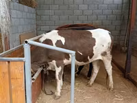 Lembu betina, Russian Black pied cattle — foto 4
