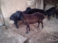 Domba jantan, Sheep — foto 7